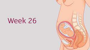 His senses of hearing, smell, and touch are developed and functional. 26 Weeks Pregnant All You Need To Know Tommy S
