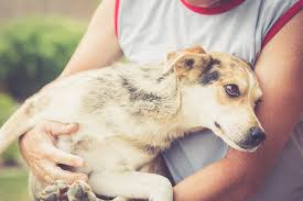 We did not find results for: Who Will Pick Up A Stray Dog Rehome By Adopt A Pet Com