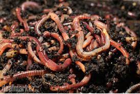 However, i cannot find a tougher, quicker breeding and easier composting worm to raise than the red wigglers in a worm bin! Red Wigglers For Sale 142703 Other Animals In Peshawar Dealmarkaz Pk