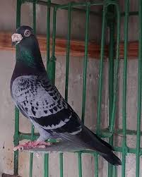 Pigeonsfans Posted To Instagram Pigeon Pigeons Racingpigeons Racingpigeon Pigeonsofinstagram Pigeonracing Guvercin Tauben Bird Bird Guzel Kuslar Kus