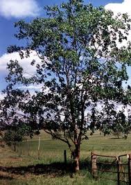 Image result for Croton macrostachyus