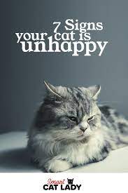 7 Signs Your Cat Is Unhappy Cat Problems Cats Cat Behavior Facts