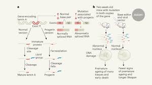 Progeroid syndromes are a group of diseases with premature aging. Base Editor Repairs Mutation Found In The Premature Ageing Syndrome Progeria