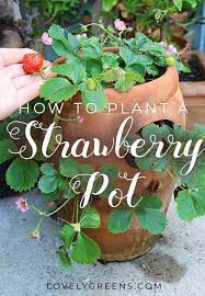 Maybe you would like to learn more about one of these? Creative Kitchen Garden Ideas For Every Month Of The Year Lovely Greens Strawberry Plants Strawberry Pot Growing Strawberries