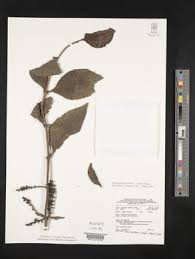 Image result for Oliverella rubroviridis