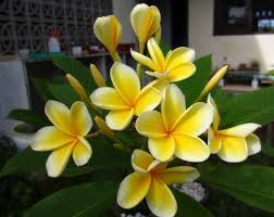Hal ini ditujukan agar bunga kamboja bibit ini diberi saat buat mengikuti keadaan. Cara Menanam Bunga Kamboja Dari Biji Bibitbunga Com