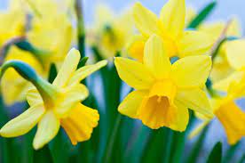 Great Daffodils That Come Back Every Year