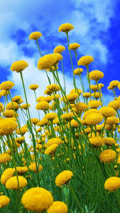 Metallic elements are painted on top of the florals for a splash of shimmer that adds elegance to this playful design. Wallpaper Yellow Flowers Blue Sky 2880x1800 Hd Picture Image