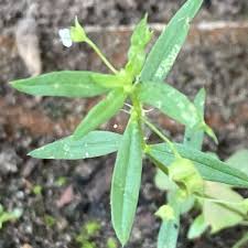 Image result for Oldenlandia angolensis