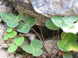 Image result for Cheilanthes involuta