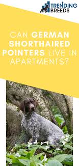 German shorthaired pointer faqs answered by tailsbuddy pet experts. Can German Shorthaired Pointers Live In Apartments German Shorthaired Pointer German Shorthaired Pointer Dog Dog Grooming Business