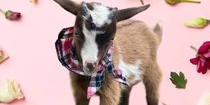 Goat Yoga McKinney @ Tupps!