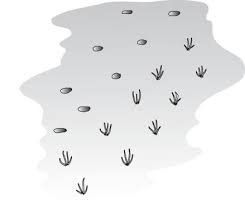 Planting the plugs too deep could cause the crowns to rot. How To Plant A Lawn Using Plugs Of Sod Dummies