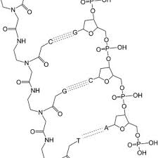 Pdf Therapeutic Peptide Nucleic Acids Principles Limitations And Opportunities