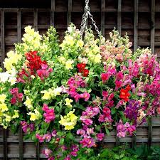 Antirrhinum Trailing Mix Snapdragon Flowers Seeds Snapdragon Flowers Hanging Plants Orchid Seeds