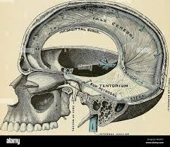 Anatomy, descriptive and applied. Anatomy. 966 THE NERVE SYSTEM Processes  of the Dura {processus durae matris).—The processes of the dura which  project into the cavity of the skull are formed by