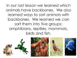 They keep the animal standing up and protect the spinal cords. Animal Sort Animals Without Backbones Lesson Ppt Video Online Download