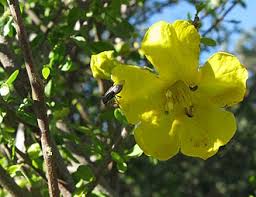 Image result for Rhigozum brevispinosum