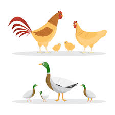 The chicken (gallus gallus domesticus) is a type of domesticated fowl, a subspecies of the red junglefowl. Chicken And Ducks Set Of Animals Inside Farm Isolated On White Background 426168 Vector Art At Vecteezy