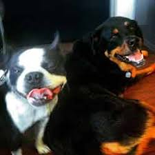 No matter where you are, reach out to our veterinarians & team with any questions or concerns pacific pet hospital would like to take this opportunity to welcome you, your family, and your special family member to our website. Home Veterinarian In San Diego California Woof And Purr Vet