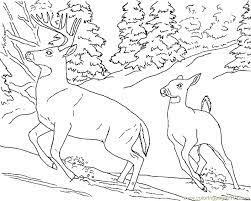 You can get here elephant coloring pages for adults and these coloring pages are very there are most of people who like nature and art coloring pages. Buck And Doe Coloring Pages Coloring Home