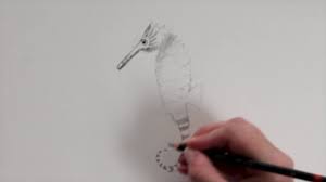 In fact, their defined neck is what sets them apart from most other fish species! Seahorse Drawing Youtube
