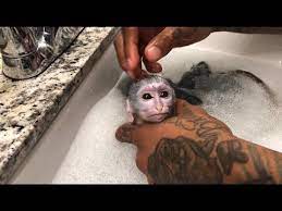Baby Monkey Midnight Routine Youtube