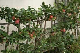 This is also a proper season to prune plums and cherries, either against walls or espaliers, especially where the weather is mild. Espalier Plum Tree Derrickandmelisa