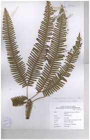 Image result for Gleicheniaceae