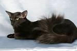 Oriental Longhair Kittens For Sale | Pets4You