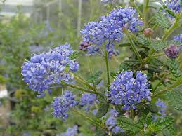 Image result for Nicolasia nitens