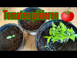 Junge tomatenpflanzen werden im frühjahr pikiert und umgesetzt, einige wochen später erfolgt das auspflanzen. Tomaten Pikieren Tomaten Vereinzeln Tomatenpflanzen Pikieren Jungpflanzen Youtube