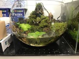 Aquascaping Specialist Aquascape Decor Aquarium