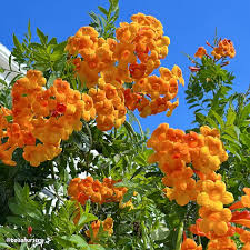 Image result for Tecoma stans