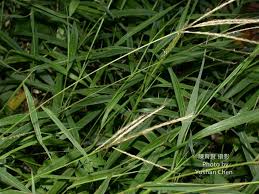 Image result for Microstegium fasciculatum