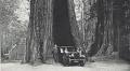 'I loved walking into that tree': Docent waits on the fate of one beloved Big Basin redwood