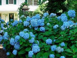 Hydraineas Growing Hydrangeas Planting Hydrangeas Coffee Grounds Garden