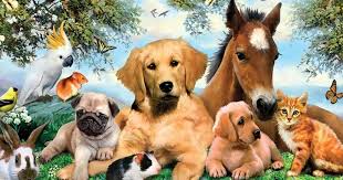 Petsmart offers quality products and accessories for a healthier, happier pet. Pets R Us