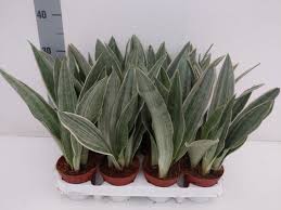 Image result for Sansevieria metallica