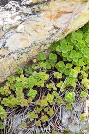 In areas where there isn't grass, a ground cover like mulch or rock is recommended. Pin On Succulents