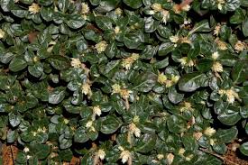 Image result for Alternanthera caracasana
