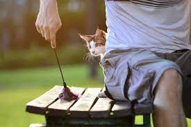 Maybe you would like to learn more about one of these? Teach Kittens Gentle Play Yes You Can Fear Free Happy Homes