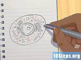 We did not find results for: Cara Melukis Sel Haiwan 11 Langkah Dengan Gambar Tips 2021