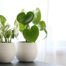 観葉植物 に関するまとめ ひとはなノート
