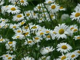 Hildegard S Feverfew Uses Healthy Hildegard