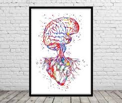Brain Anatomy Heart Brain And Heart Heart Anatomy Medical Etsy In 2021 Medical Art Medical Drawings Art