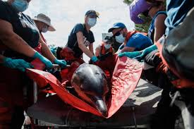 Volunteers rescue dozens of dolphins stranded on Wellfleet beach ...