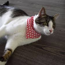 Flower Cat Bandana Floral Pet Bandana Bandana With Snaps Etsy Cat Bandana Pet Bandana Dog Bandana