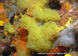 Image result for Scleria clathrata