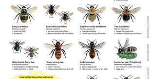 Hinton Pest Control On Twitter British Bees Types Of Bees Bee